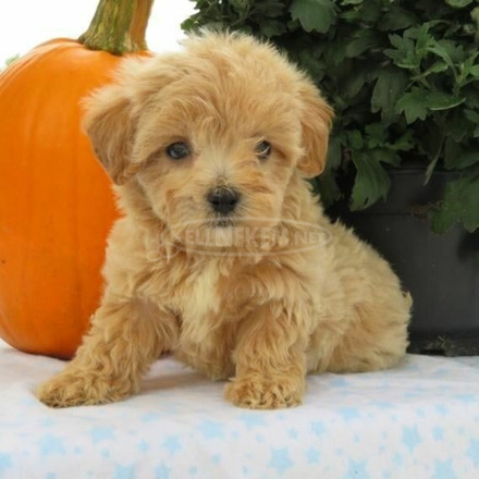 Gyönyörű Maltipoo kölykök - 2/2