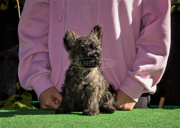 Cairn terrier - 3/9