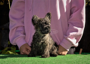 Cairn terrier