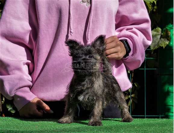 Cairn terrier - 5/9