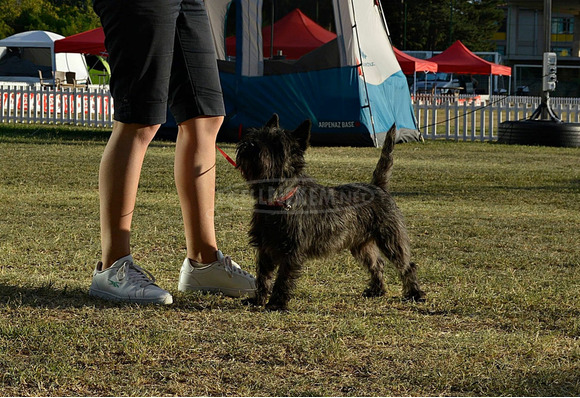 Cairn terrier - 9/9