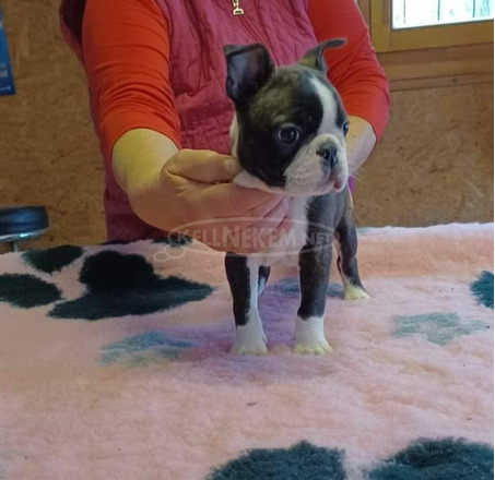 Boston terrier kiskutyák, korrekt áron - 1/6