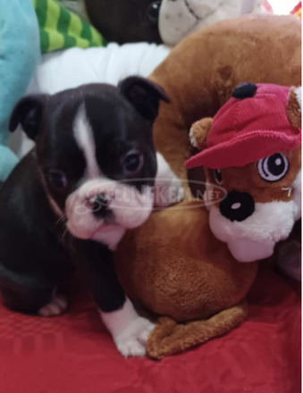 Boston terrier kiskutyák, korrekt áron - 4/6