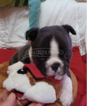 Boston terrier kiskutyák, korrekt áron - 5/6