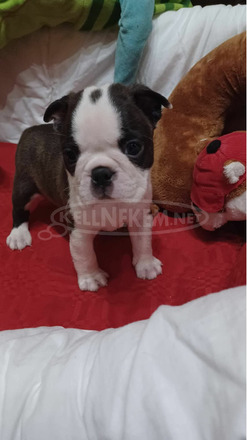 Boston terrier kiskutyák, korrekt áron - 6/6