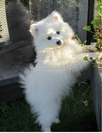 Spitz szuka német spitz elvihető. - 1/1