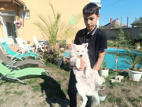 Spitz fiúk német spitz babák elvihetők.. - 4/4