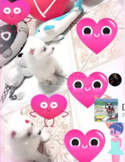 Spitz fiúk német spitz babák elvihetők..