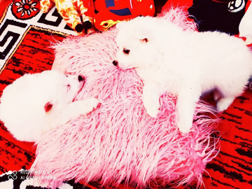 Spitz fiúk német spitz babák elvihetők..