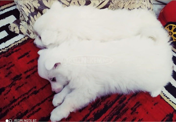 Spitz fiúk német spitz babák elvihetők..