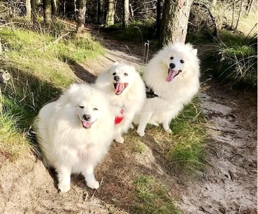 Spitz fiúk német spitz babák elvihetők.. - 8/9