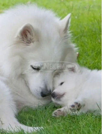 Spitz fiúk német spitz babák elvihetők.. - 5/9