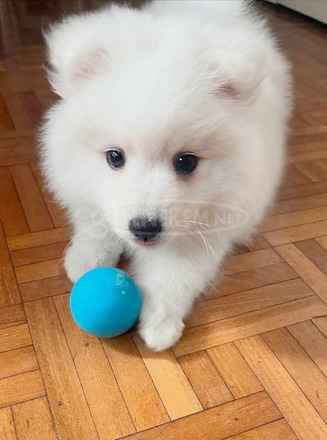 Spitz fiúk német spitz babák elvihetők.. - 6/9