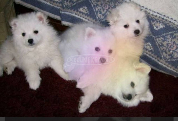 Spitz fiúk német spitz babák elvihetők.. - 9/9