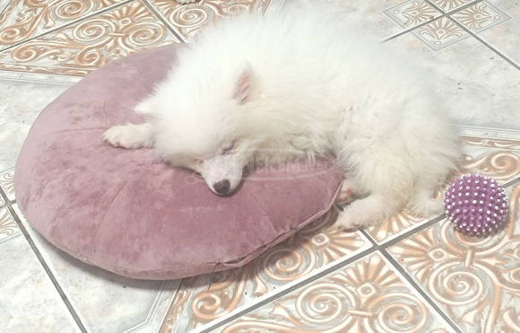 Spitz fiú ,német spitz kiskutya elvihető