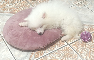 Spitz fiú ,német spitz kiskutya elvihető