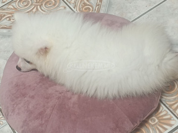 Spitz fiú ,német spitz kiskutya elvihető