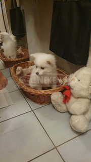 Spitz fiú ,német spitz kiskutya elvihető