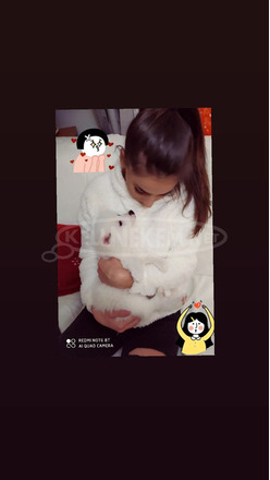 Spitz fiú ,német spitz kiskutya elvihető