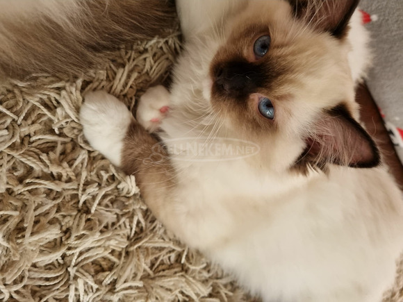 Eladó ragdoll cicák - 1/4