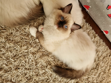 Eladó ragdoll cicák