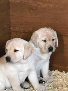 Imádnivaló labrador kiskutyák eladók.