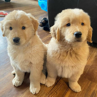 2 aranyos Golden Retriever kiskutya örökbefogadásra