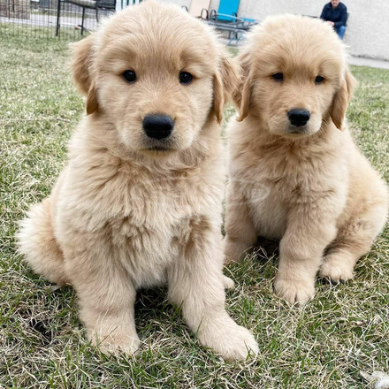 2 aranyos Golden Retriever kiskutya örökbefogadásra - 2/3