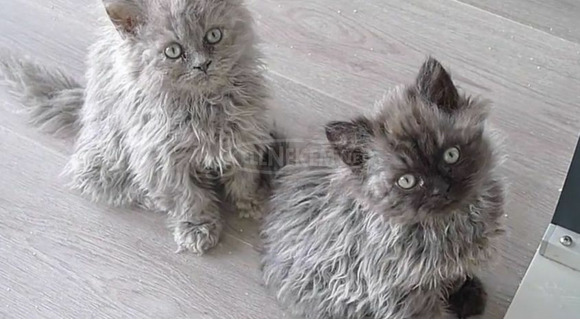 Eladó Selkirk Rex göndör szőrű cica - 2/3