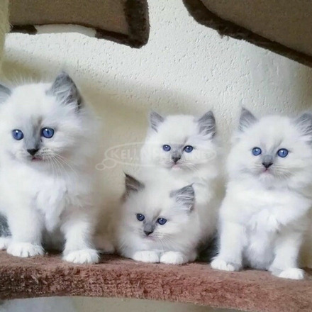 Gyönyörű származású Ragdoll cicák, 4 lány és 2 fiú - 3/5