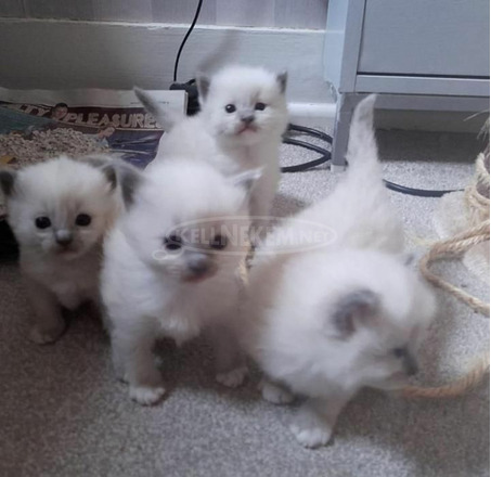 Gyönyörű származású Ragdoll cicák, 4 lány és 2 fiú - 4/5