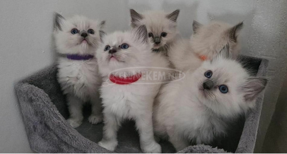 Gyönyörű származású Ragdoll cicák, 4 lány és 2 fiú - 5/5