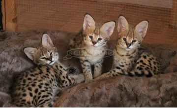 Serval macska, ocelot macska, caracal...