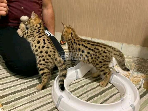 Serval macska, ocelot macska, caracal... - 2/3