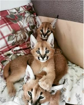 Serval macska, ocelot macska, caracal... - 3/3