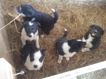 BORDER COLLIE/KELPIE KÖNYVEK