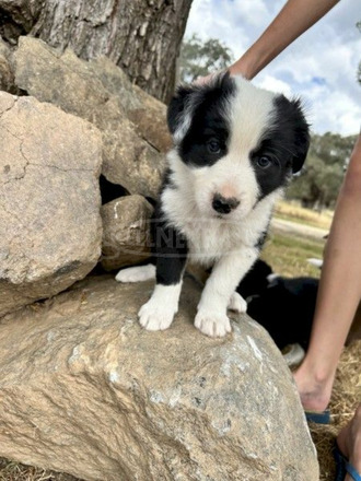 BORDER COLLIE/KELPIE KÖNYVEK - 3/6