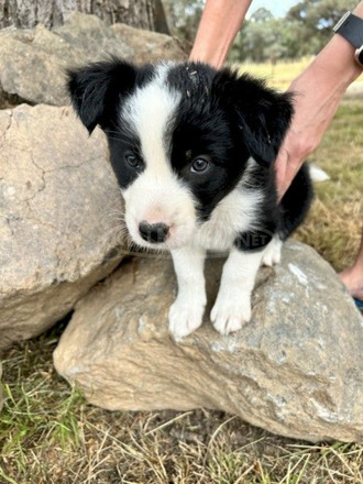 BORDER COLLIE/KELPIE KÖNYVEK - 4/6