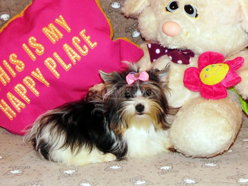 Biewer Yorkshire terrier Yorki törzskönyvvel