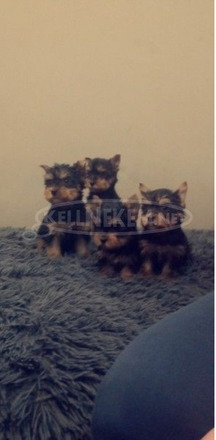 4 Yorkshire terrier kislány szerető gazdit keres - 1/4