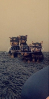 4 Yorkshire terrier kislány szerető gazdit keres