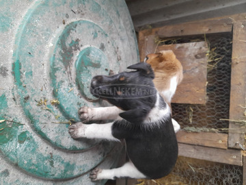 Foxterrier fajtajellegű kiskutyák