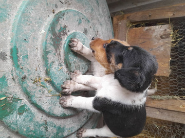 Foxterrier fajtajellegű kiskutyák