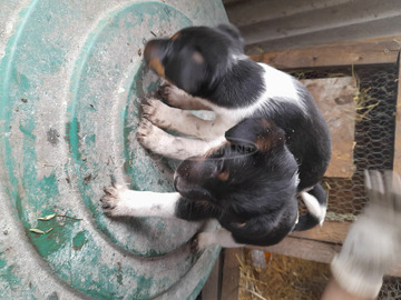 Foxterrier fajtajellegű kiskutyák