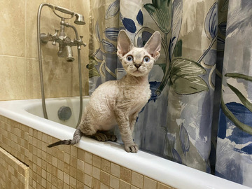 Devon Rex kék szemű cicák kaphatók