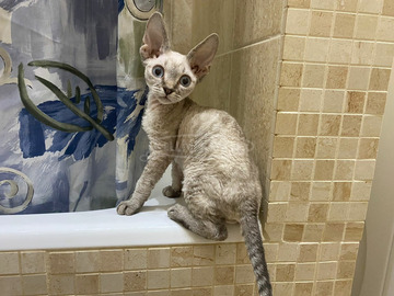 Devon Rex kék szemű cicák kaphatók