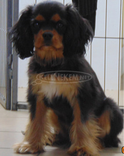 Cavalier King Charles Spániel Cavalier King Charles Spániel