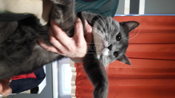 Ingyen macska el viheto Ingyen macska el viheto