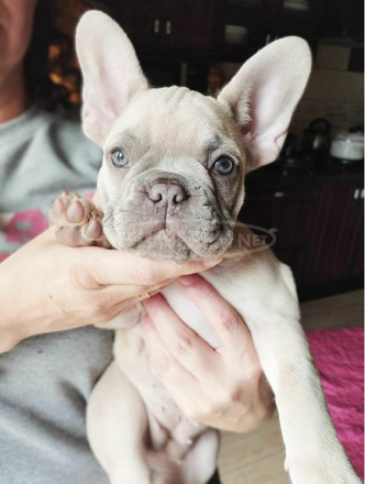 12 hetes francia bulldog kis lány lilac-fawn és kis fiú blue-tan eladó - 1/2