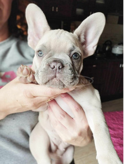 12 hetes francia bulldog kis lány lilac-fawn és kis fiú blue-tan eladó